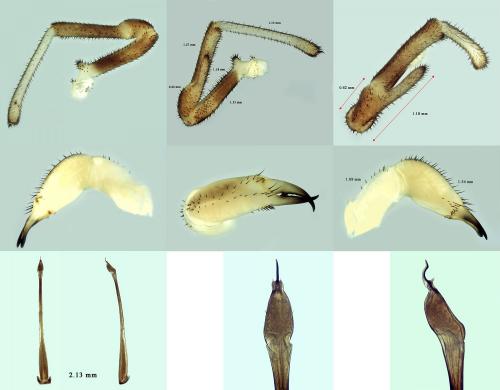 Dicranopalpus insignipalpis